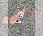 Small #1 Pembroke Welsh Corgi