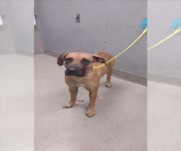 Medium Photo #1 Boxer-Unknown Mix Puppy For Sale in Las Vegas, NV, USA