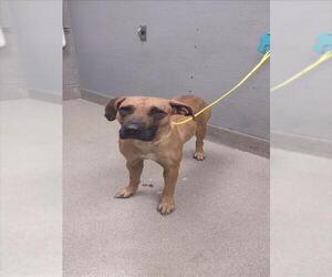 Boxer-Unknown Mix Dogs for adoption in Las Vegas, NV, USA
