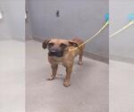 Small Boxer Mix