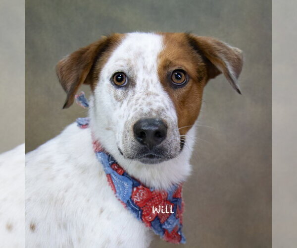 Medium Photo #1 Pointer-Unknown Mix Puppy For Sale in Hot Springs Village, AR, USA