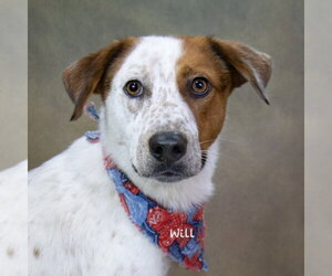 Pointer-Unknown Mix Dogs for adoption in Hot Springs Village, AR, USA
