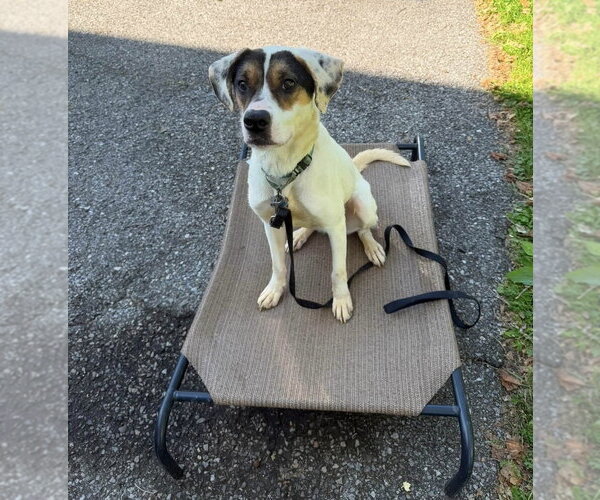 Medium Photo #15 Mutt Puppy For Sale in Springdale, PA, USA