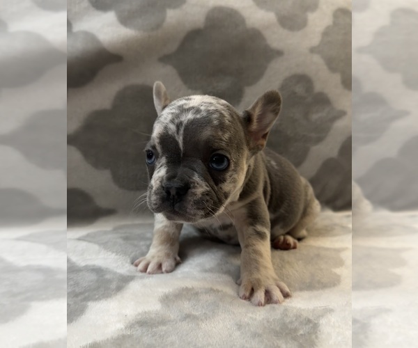 Medium Photo #11 French Bulldog Puppy For Sale in MIDDLEBURY, IN, USA