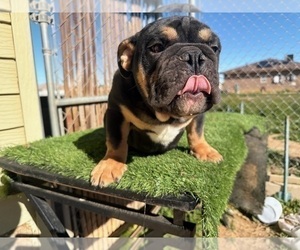 English Bulldog Puppy for sale in HOUSTON, TX, USA