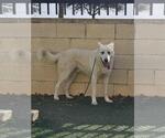 Small #23 German Shepherd Dog Mix