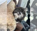 LOUISE - Female Shih Tzu Dog for Adoption - Small photo