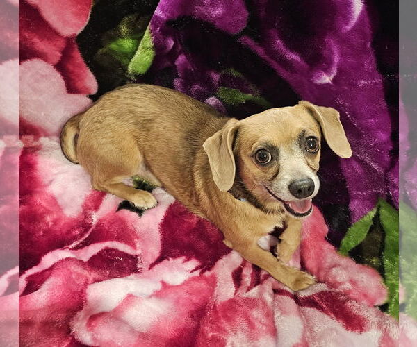 Medium Photo #3 Chiweenie Puppy For Sale in Oakhurst, NJ, USA