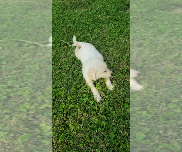 Medium Photo #8 Labrenees Puppy For Sale in CEDAR RAPIDS, IA, USA