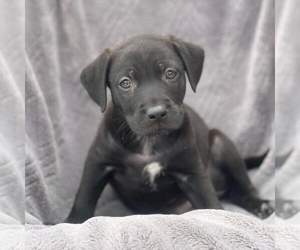 Medium Photo #1 Labrador Retriever-Unknown Mix Puppy For Sale in San Diego, CA, USA