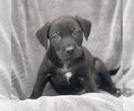 Small Labrador Retriever Mix