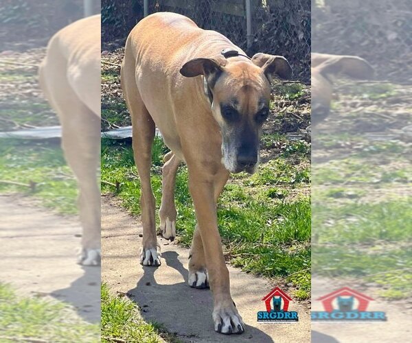 Medium Photo #20 Great Dane Puppy For Sale in Bullard, TX, USA