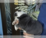 Small Photo #8 Bulldog Puppy For Sale in LEHIGH ACRES, FL, USA