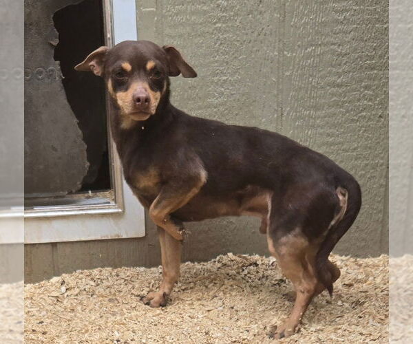 Medium Photo #1 Chihuahua Puppy For Sale in Peralta, NM, USA