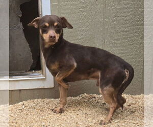 Chihuahua Dogs for adoption in Peralta, NM, USA