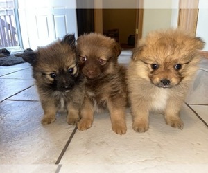Pomeranian Puppy for sale in BLACK FOREST, CO, USA