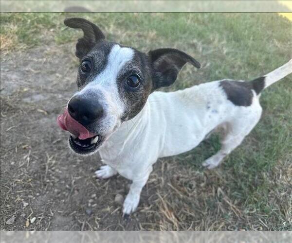Medium Photo #2 Mutt Puppy For Sale in Conroe, TX, USA