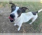 Small #1 Mutt