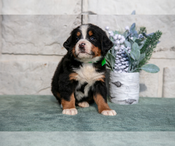 Medium Photo #3 Bernese Mountain Dog Puppy For Sale in SHREVE, OH, USA