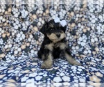 Small #7 Schnauzer (Miniature)