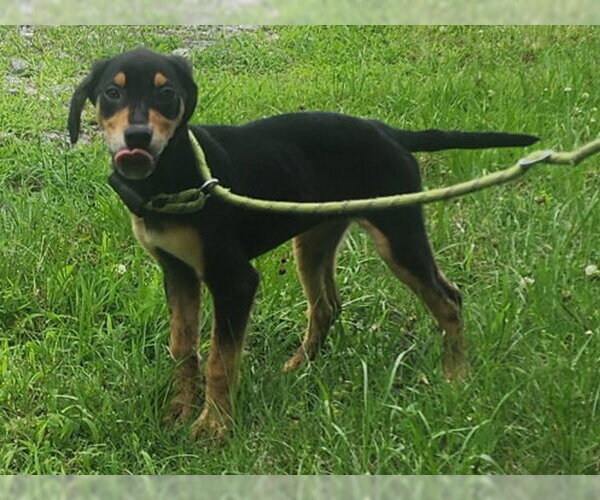 Medium Photo #2 Catahoula Leopard Dog-Labrador Retriever Mix Puppy For Sale in Wetumpka, AL, USA