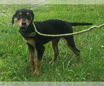 Small #1 Catahoula Leopard Dog-Labrador Retriever Mix