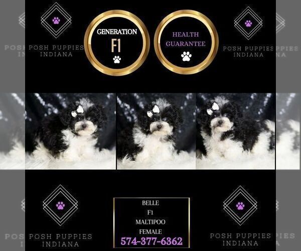 Medium Photo #5 Maltipoo Puppy For Sale in WARSAW, IN, USA