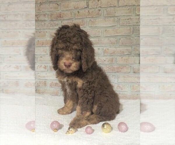 Medium Photo #3 Poodle (Standard) Puppy For Sale in FREDERICKSBG, OH, USA