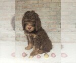 Small Photo #3 Poodle (Standard) Puppy For Sale in FREDERICKSBG, OH, USA