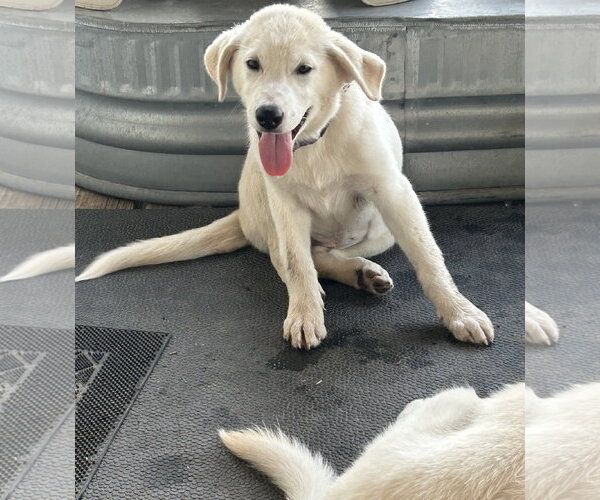 Medium Photo #3 Great Pyrenees Puppy For Sale in Dallas, TX, USA