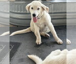 Small #2 Great Pyrenees