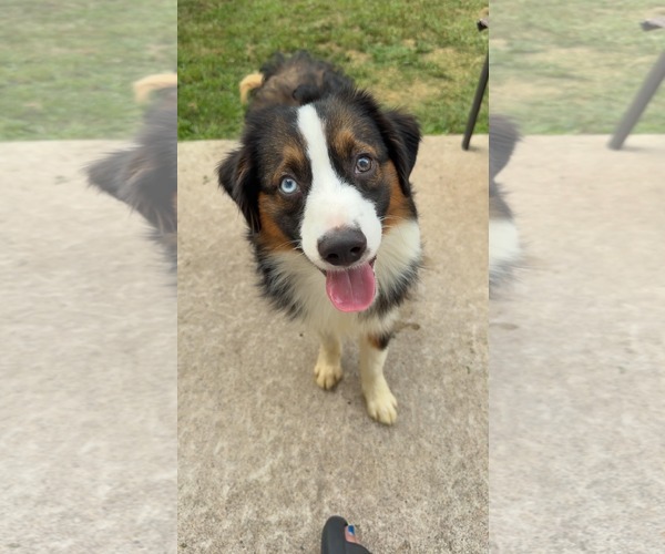 Medium Photo #3 Australian Shepherd-Unknown Mix Puppy For Sale in Minneapolis, MN, USA