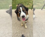 Small #2 Australian Shepherd Mix