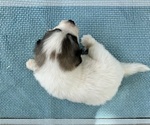Small #2 Great Pyrenees
