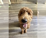 Small #29 Goldendoodle