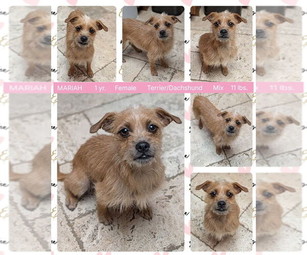 Medium Photo #1 Dachshund-Unknown Mix Puppy For Sale in Mesa, AZ, USA