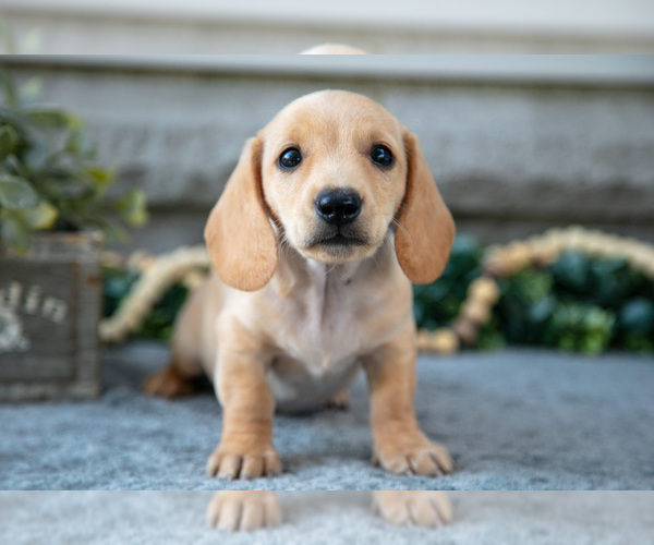 Medium Photo #1 Dachshund Puppy For Sale in NAPPANEE, IN, USA