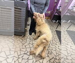 Small Photo #2 Goldendoodle Puppy For Sale in Pacolet, SC, USA