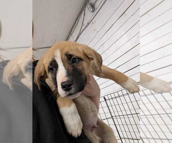 Medium Photo #1 Mutt Puppy For Sale in Calgary, Alberta, Canada