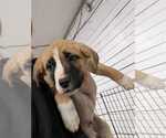 Small Mutt
