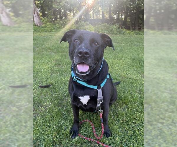 Medium Photo #1 Labrador Retriever-Unknown Mix Puppy For Sale in Dedham, MA, USA
