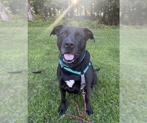 Labrador Retriever-Unknown Mix Dogs for adoption in Dedham, MA, USA