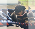 Puppy Pink Rottweiler