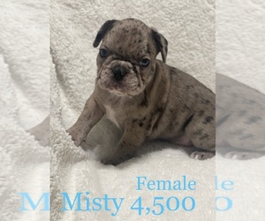 French Bulldog Puppy for sale in WINCHESTER, VA, USA