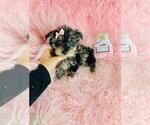 Small #3 Yorkshire Terrier