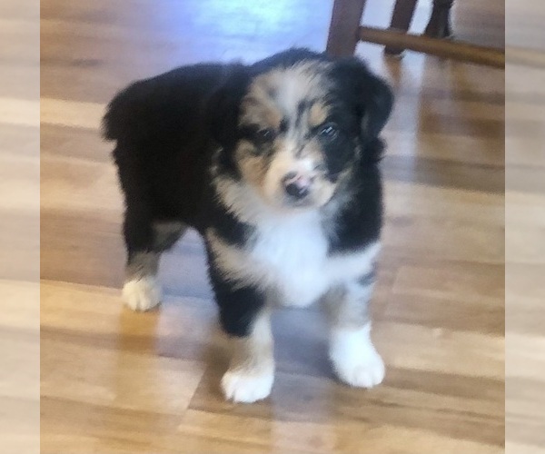 Medium Photo #2 Australian Shepherd Puppy For Sale in BERESFORD, SD, USA