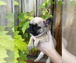 Small Photo #7 French Bulldog Puppy For Sale in IDAHO FALLS, ID, USA