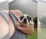 Small #4 Boston Terrier