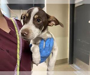 Chihuahua-Unknown Mix Dogs for adoption in Modesto, CA, USA