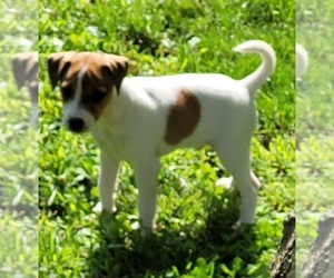 Medium Parson Russell Terrier